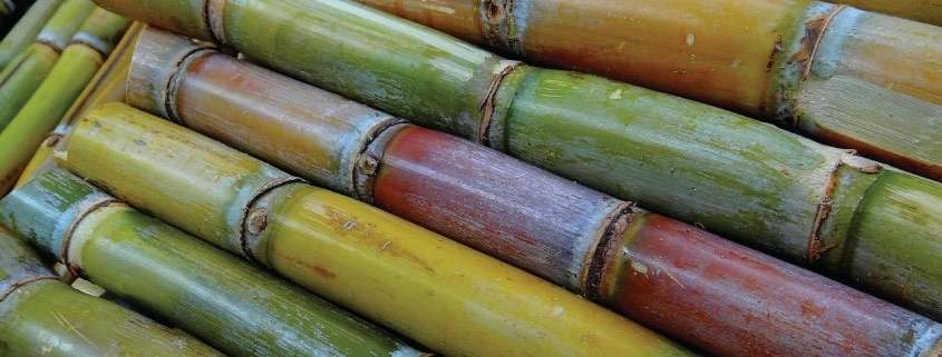 Culture de la canne à sucre - AZUD